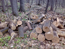 В лесу рубить дрова -нельзя!
