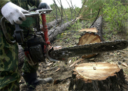 Минприроды обяжет лесорубов делиться дровами с жителями сел.