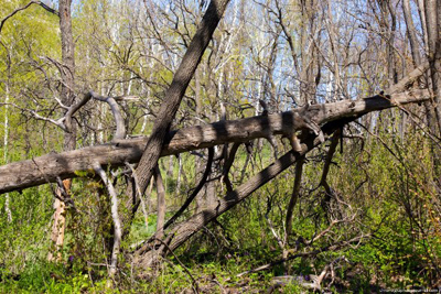 Рослесхоз предложил считать хищением рубку лесного сушняка и использование бурелома.