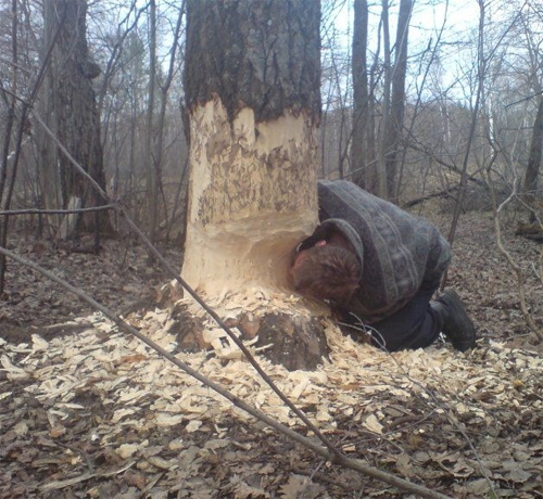 Забавное фото как человек грызет дерево, как бобер - дрова готовит drovavam.ru