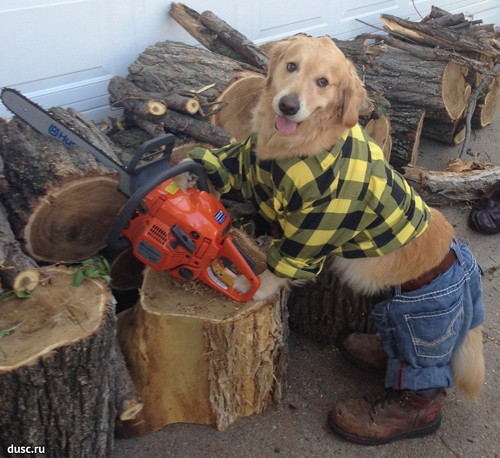 забавные фото собака пилит дрова на drovavam.ru