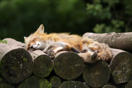 Забавное милые фото - спит лисичка на дровах на drovavam.ru.