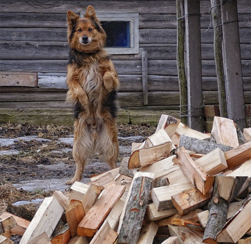 собака СТОЙКО охраняет дрова -забавное , смешное фото дров -дрова на стене на drovavam.ru