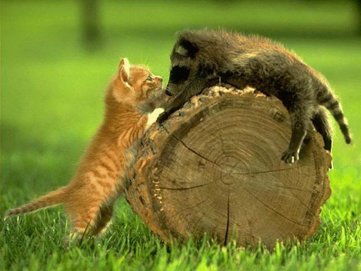 котенок и енот на чурке для дров -забавное и смешное фото на drovavam.ru